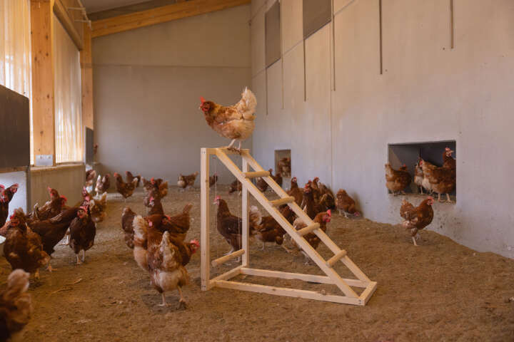 KERBL Kletterturm für Hühner